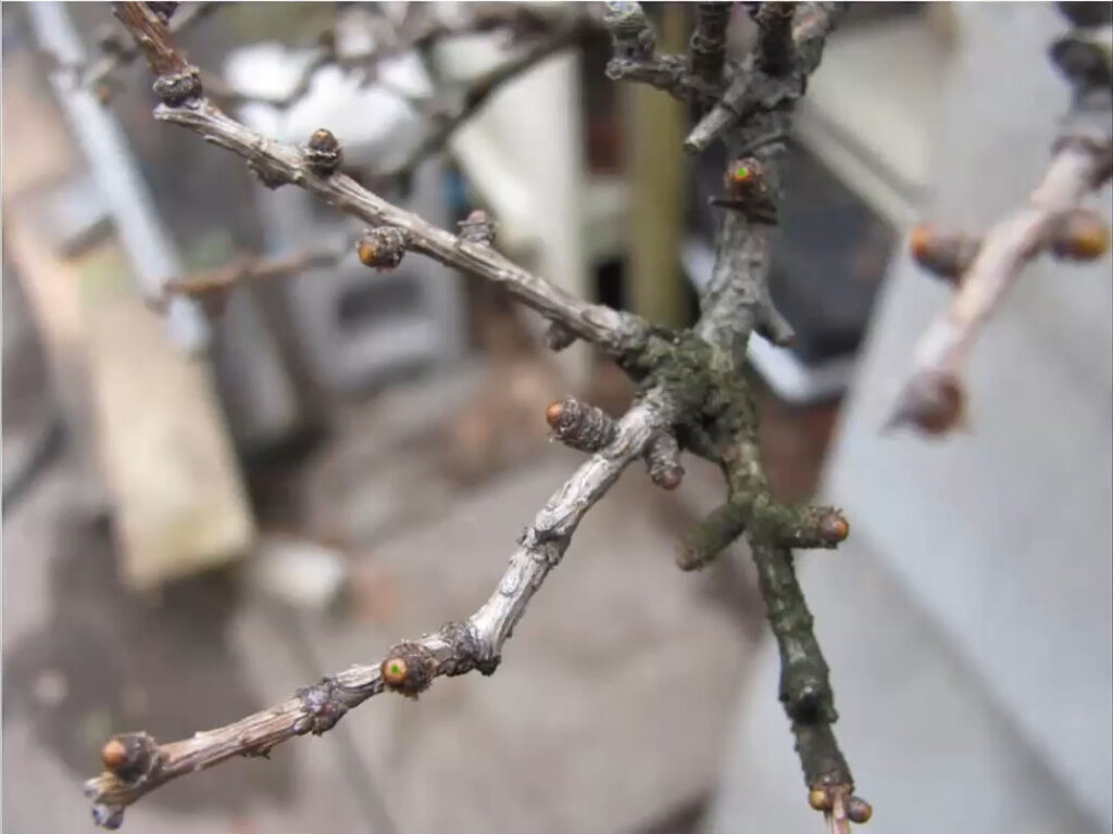 Photo représentant le débourrement des bourgeons d'un mélèze