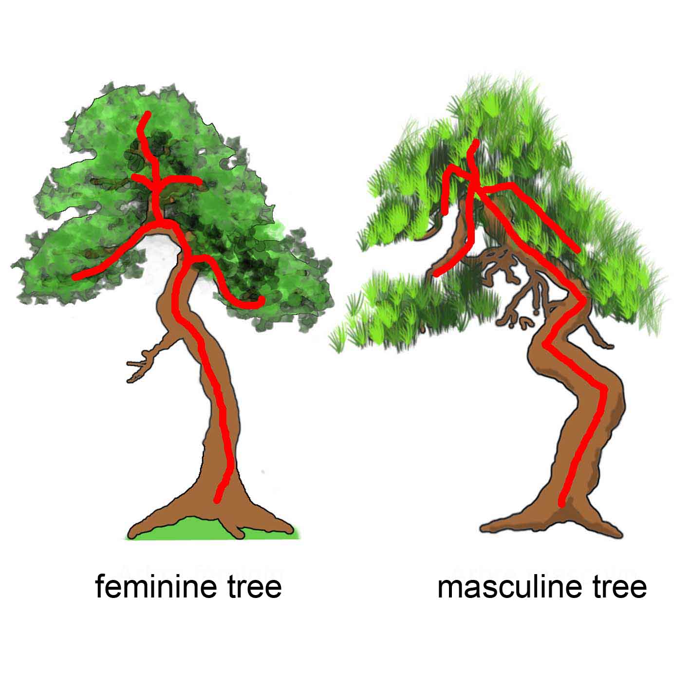Image représentant un arbre du genre masculin et féminin