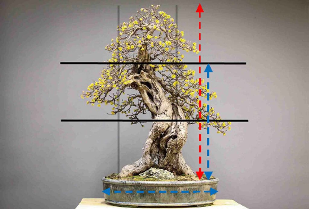 Image expliquant la façon de trouver la largeur d'un pot à bonsaï avec l'aide de la loi des tiers