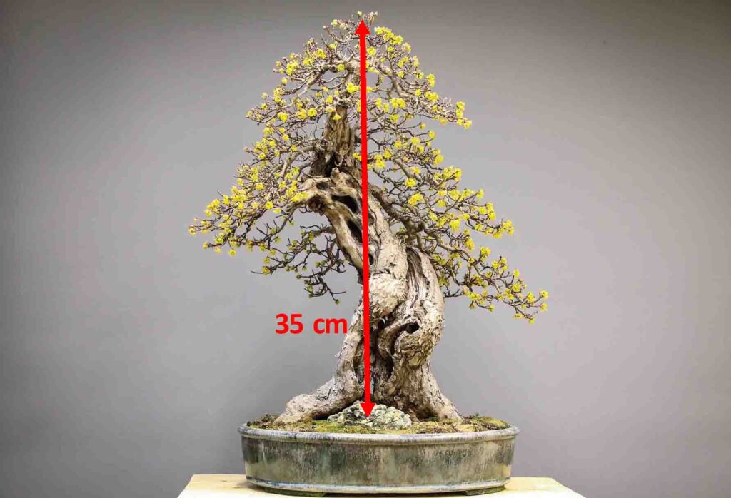 Image expliquant la façon de trouver la largeur d'un pot à bonsaï selon la hauteur de l'arbre