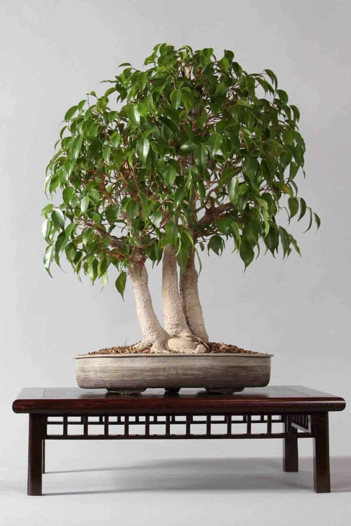Image d'un bonsaï avec un pot de bonne dimension pour une présentation