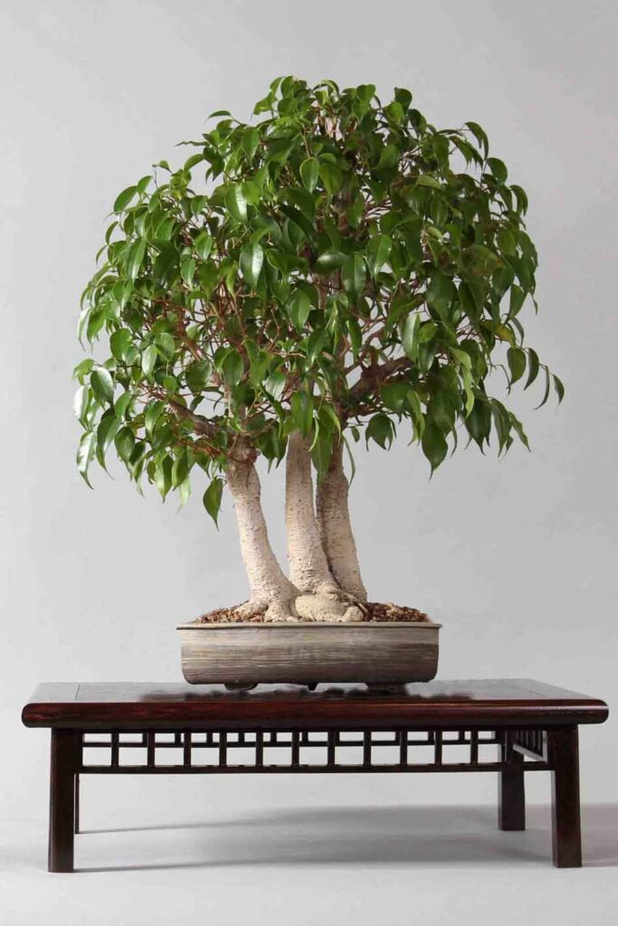 Image démontrant un bonsaï avec un pot trop petit pour une présentation