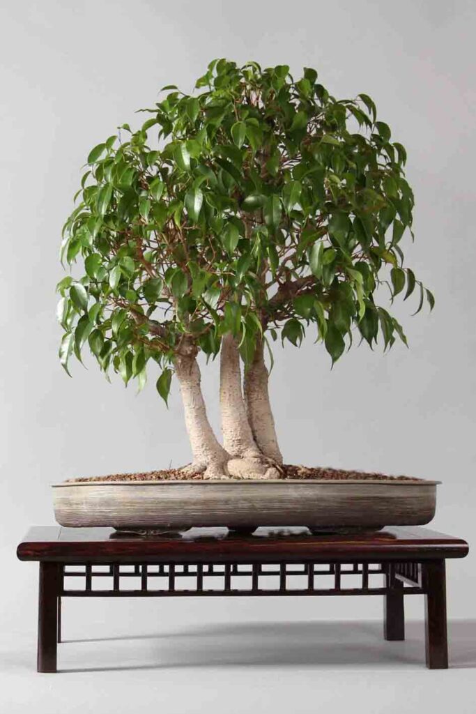 Image démontrant un bonsaï avec un pot trop grand pour une présentation
