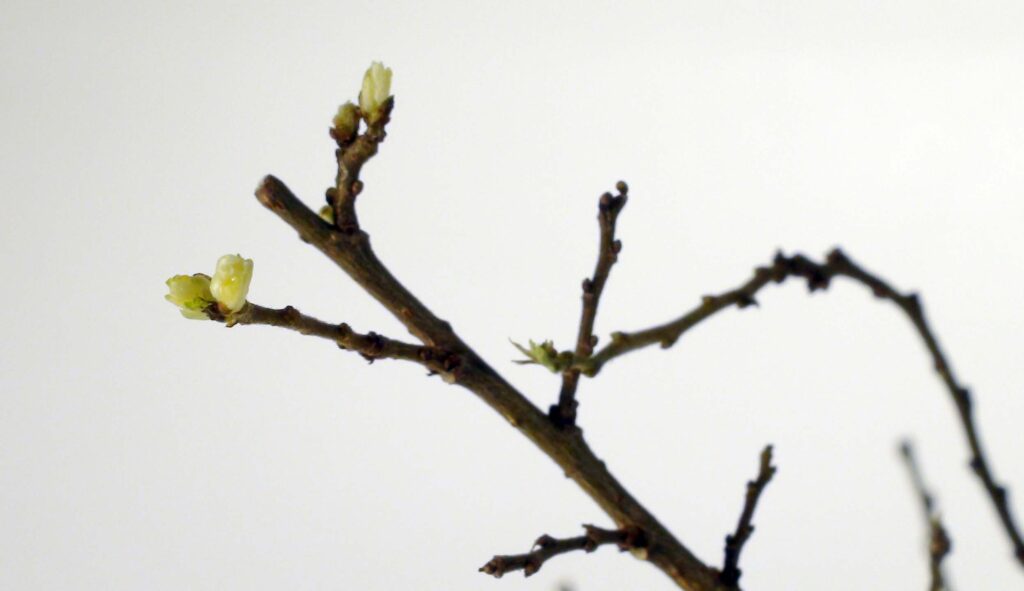 Photo représentant le débourrement des bourgeons d'un Orme d'Amérique