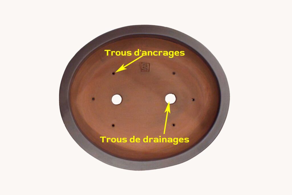 Exemple d'un bon pot pour attacher un bonsaï lors d'un rempotage