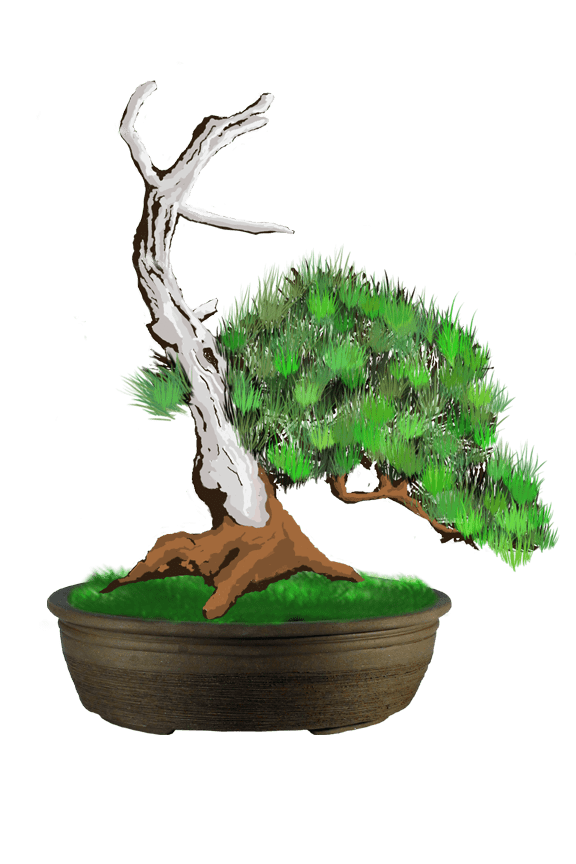 L'élégance d'un pot à bonsaï pour recevoir shohin