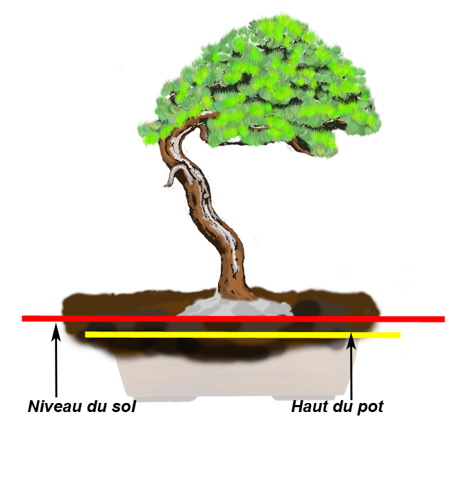 Image représentant la façon d'enterrer un bonsaï ainsi qu'un pot pour l'hiver