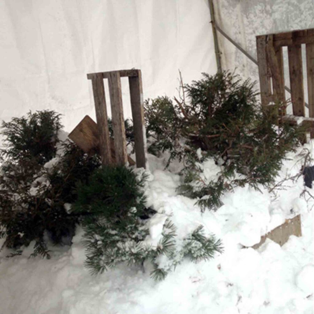 Photo représentant l'intérieur d'un abri d'auto pour protéger des bonsaïs sous la neige