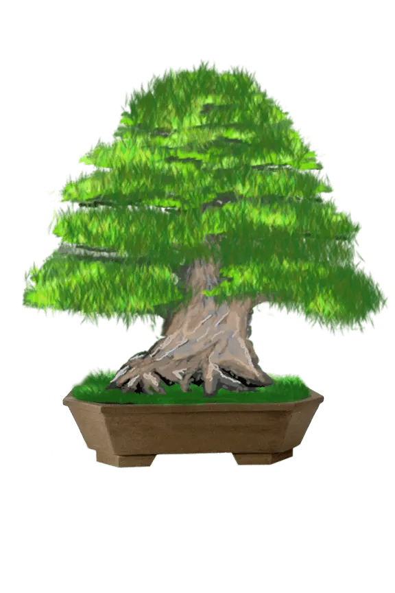 Un pot pour accentuer le caractère de votre bonsaï. Image d'un bonsaï avec le pot rectangulaire 2402324