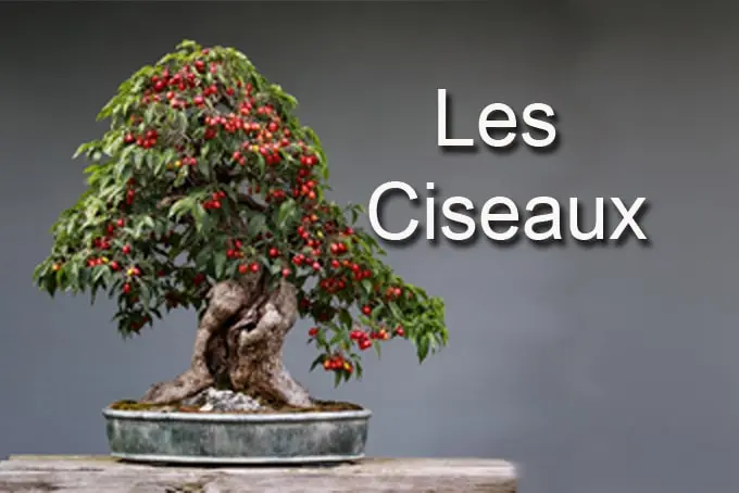 Présentation détaillée des outils essentiels pour débutant . Cette section représente les ciseaux.