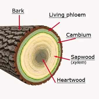 Image représentant la structure interne d'un arbre