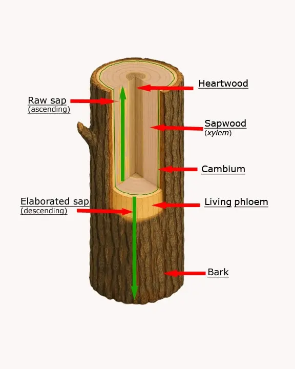Imaqe représentant la structure interne et la direction du parcour de la sève ascendante et descendante