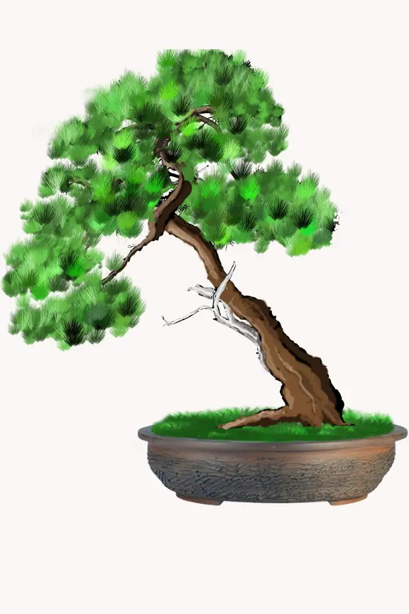 Description d'un pot pour bonsaï qui permet d'optimisez la croissance de vos arbres et d'enrichir votre collection de conifères.